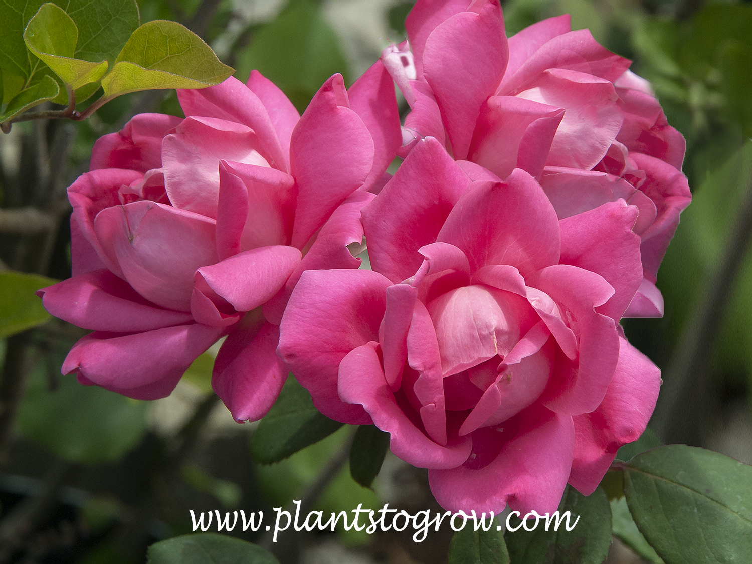 Double Knockout Pink Rose (Rosa)